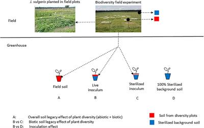 Abiotic and Biotic Soil Legacy Effects of Plant Diversity on Plant Performance